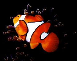 NEMO! Clown anemonefish. Nikon F; Nikomar III houseing: 5... by Rick Tegeler 